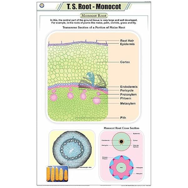 T.S Root Monocot Chart